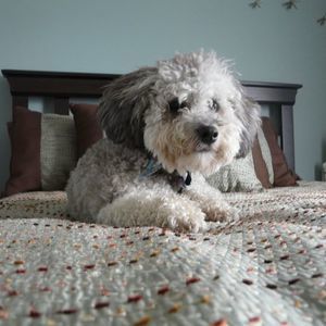 Meet your Posher, Anthony